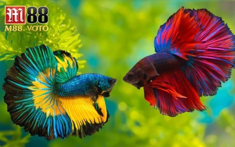 cá chọi giải thi đấu​