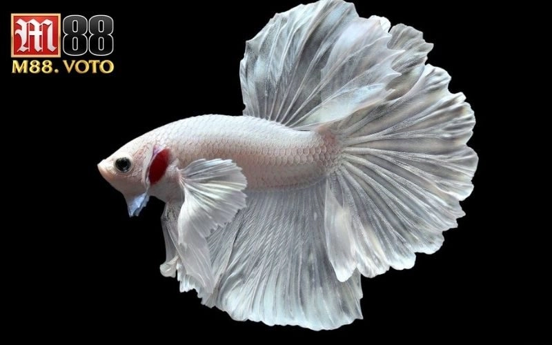 cá chọi giải thi đấu​