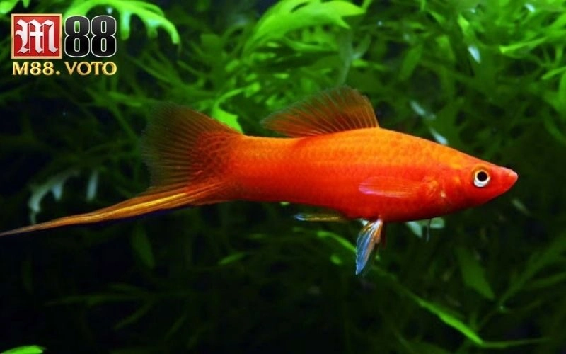 chọi cá kiếm​