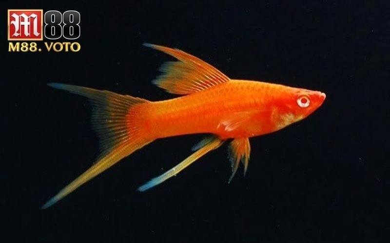 chọi cá kiếm​